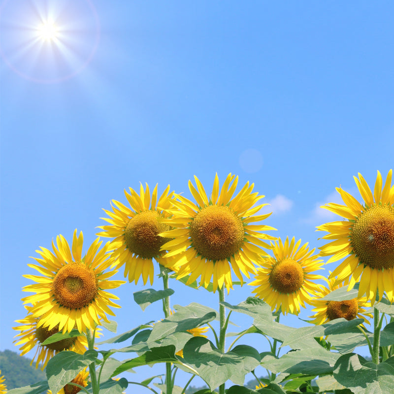 夏季休業のお知らせ